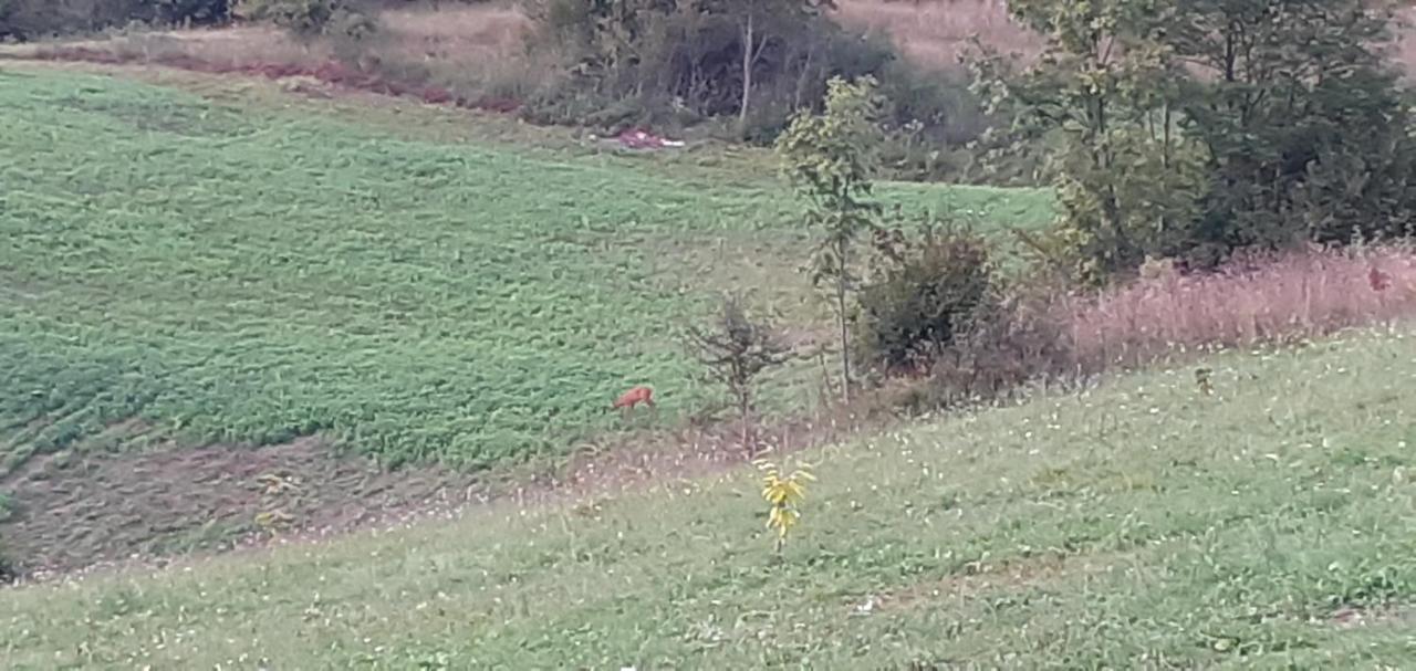 Guesthouse Blazenka Hodak Selište Drežničko Eksteriør bilde